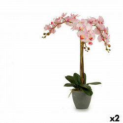 Dekorationspflanze Orchidee...