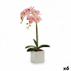 Dekorationspflanze Orchidee...