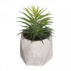 Decorative Plant Atmosphera...