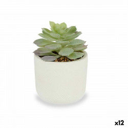 Decorative Plant Succulent...