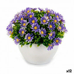 Decorative Plant Marguerite...