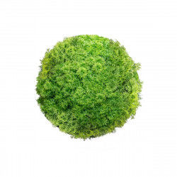 Decorative Plant   Ball...